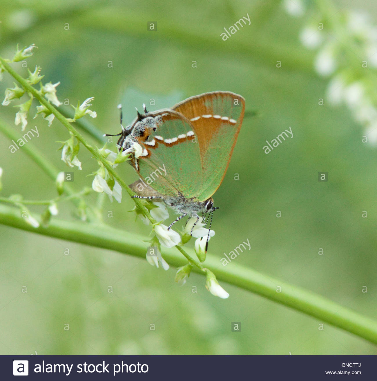 Siva Juniper Hairstreak Callophrys gryneus Mitoura gryneus siva Butterfly Arizona Foto de stock
