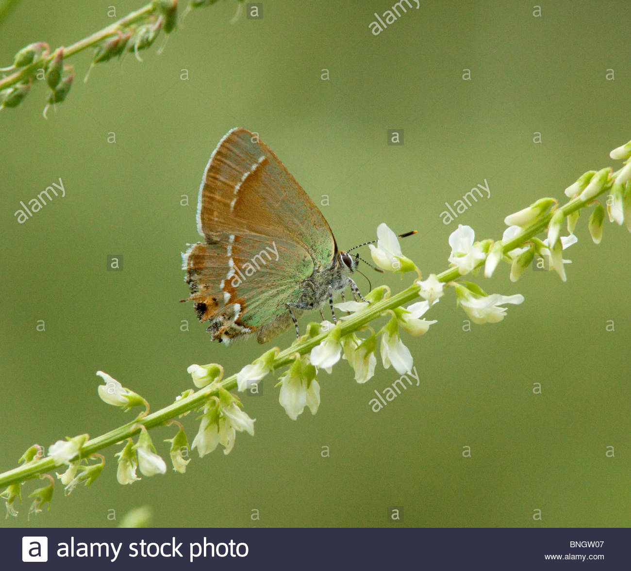 Siva Juniper Hairstreak Callophrys gryneus Mitoura gryneus siva Butterfly Arizona Foto de stock