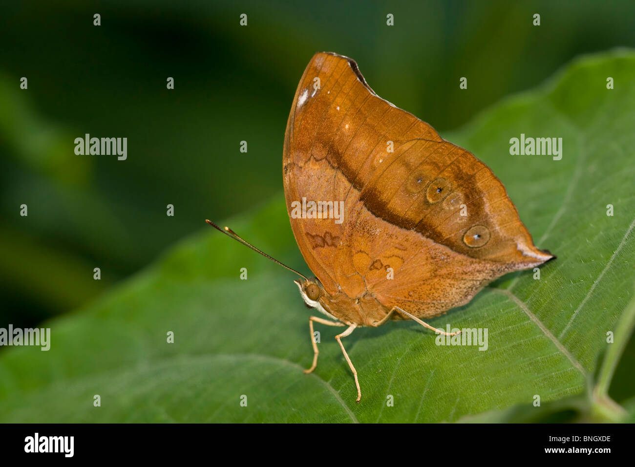 Hoja de Otoño butterfly (Doleschallia bisaltide) en una hoja Foto de stock