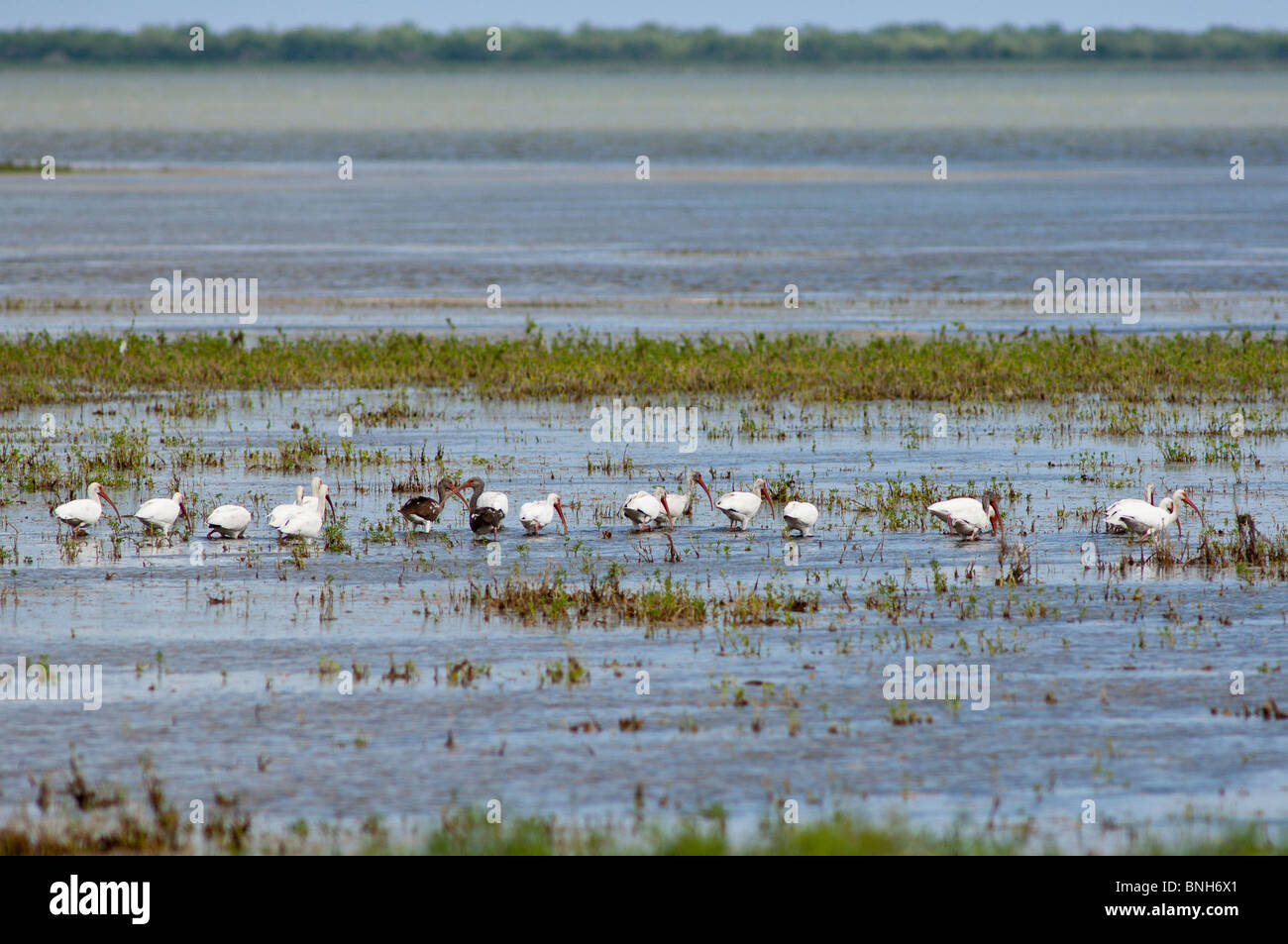 White ibis el Refugio Nacional de vida Silvestre Laguna Atascosa, Brownsville, Texas. Foto de stock