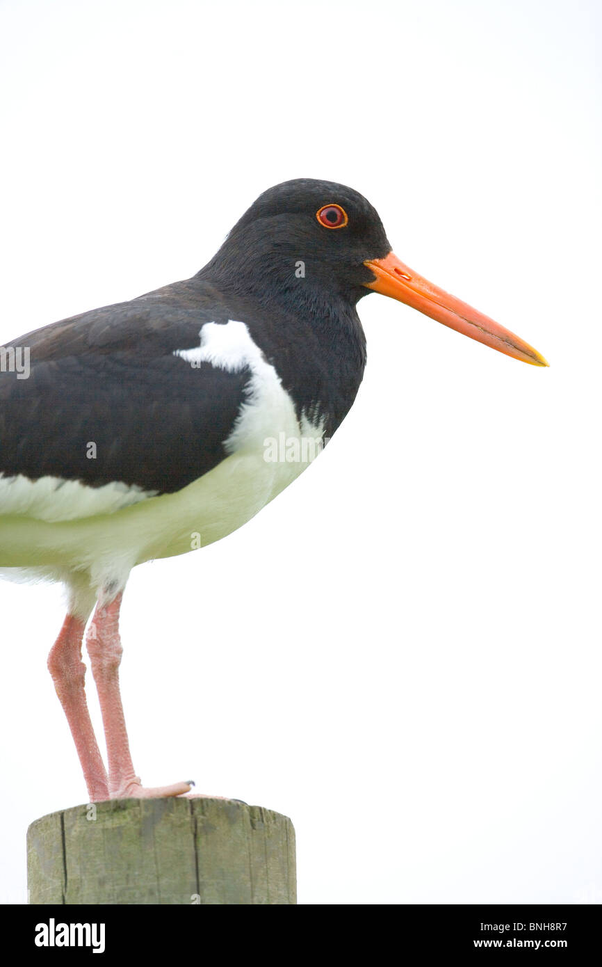 Ostrero (Haematopus ostralegus). Posado sobre un poste. Foto de stock