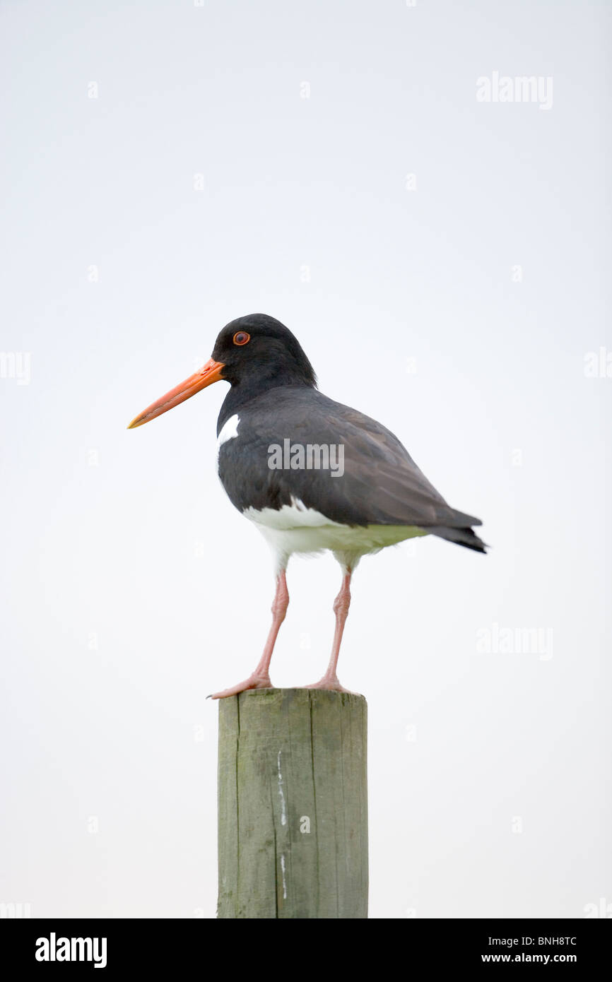 Ostrero (Haematopus ostralegus). Posado sobre un poste. Foto de stock