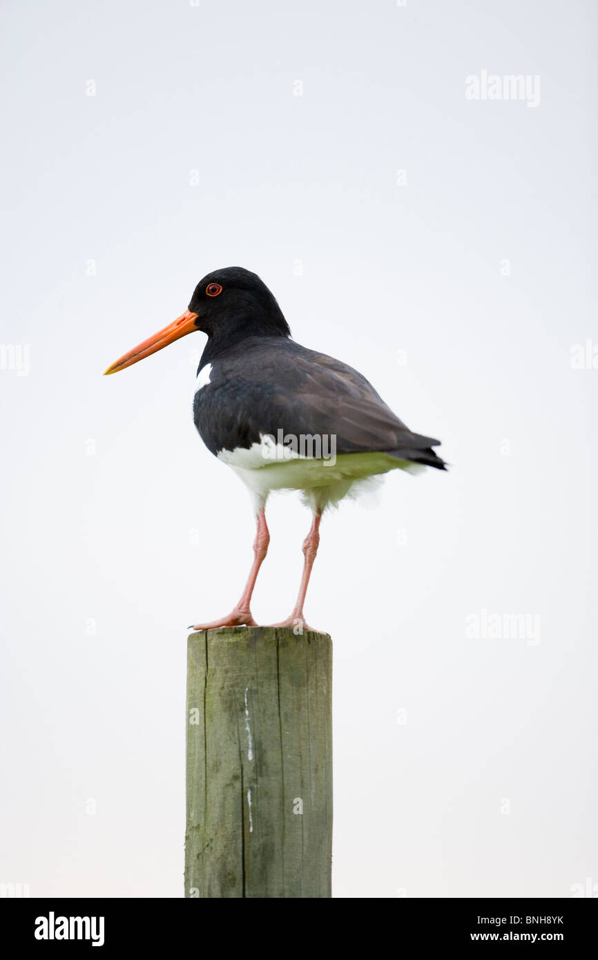 Ostrero (Haematopus ostralegus). Posado sobre un poste. Foto de stock