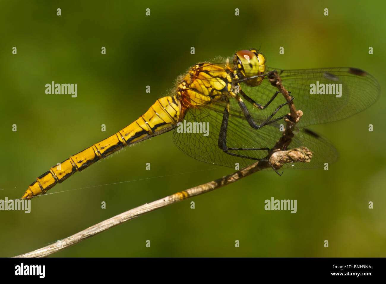 Ruddy Darter encaramado en la reserva RSPB Blean en madera. Foto de stock