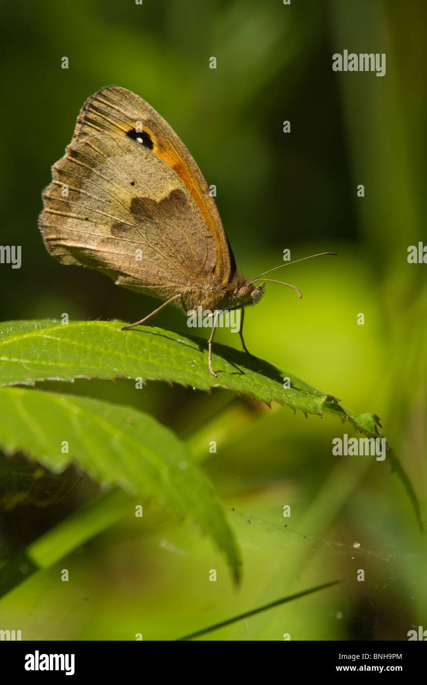 Meadow Brown butterfly Foto de stock