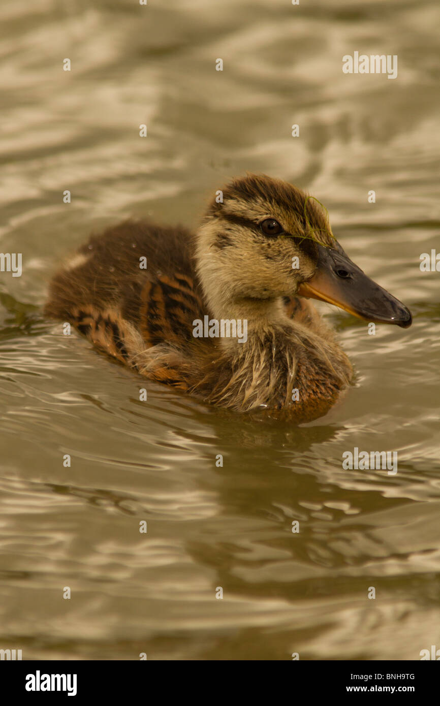 Pato Patito en South Norwood Country Park, South East London. Foto de stock