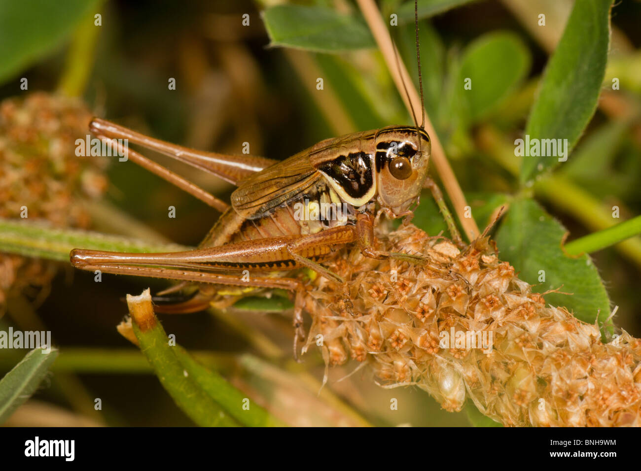 Roesel's Bush Cricket en South Norwood Country Park, South East London. Foto de stock