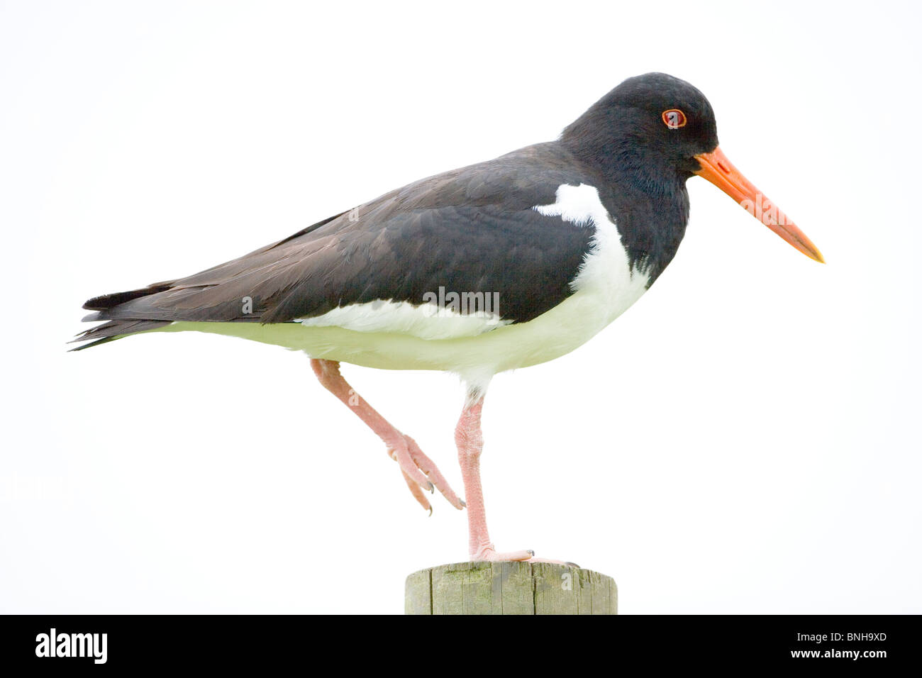 Ostrero (Haematopus ostralegus). Posado sobre un poste. Foto de stock