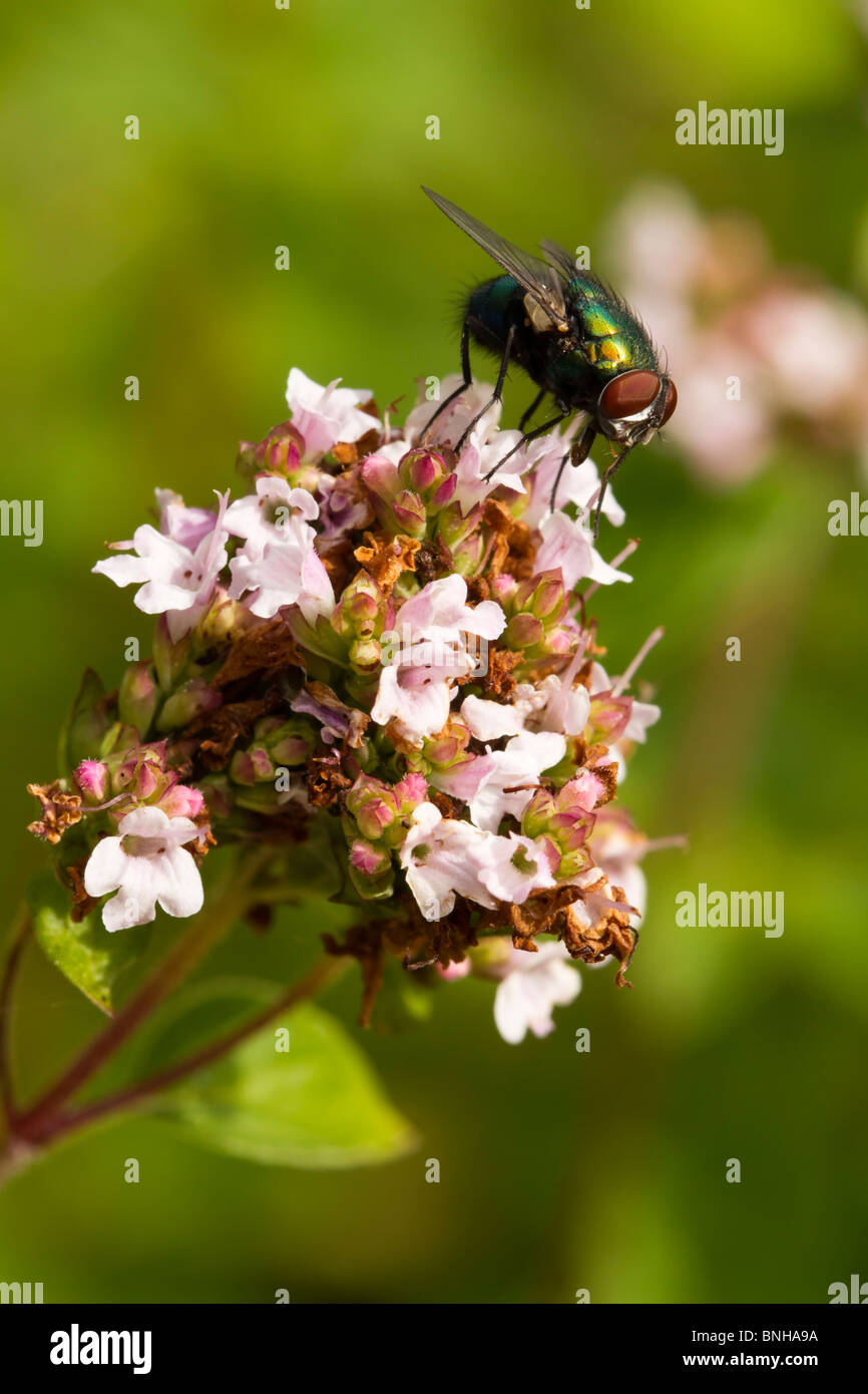 Greenbottle en una flor de mejorana Foto de stock