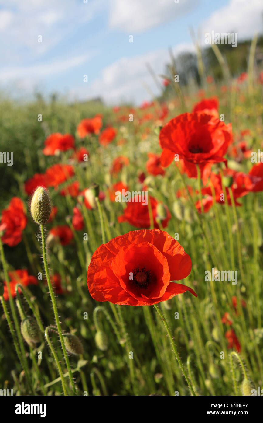Campo de amapolas rojas en el viento que crece en la Gran Bretaña rural Foto de stock