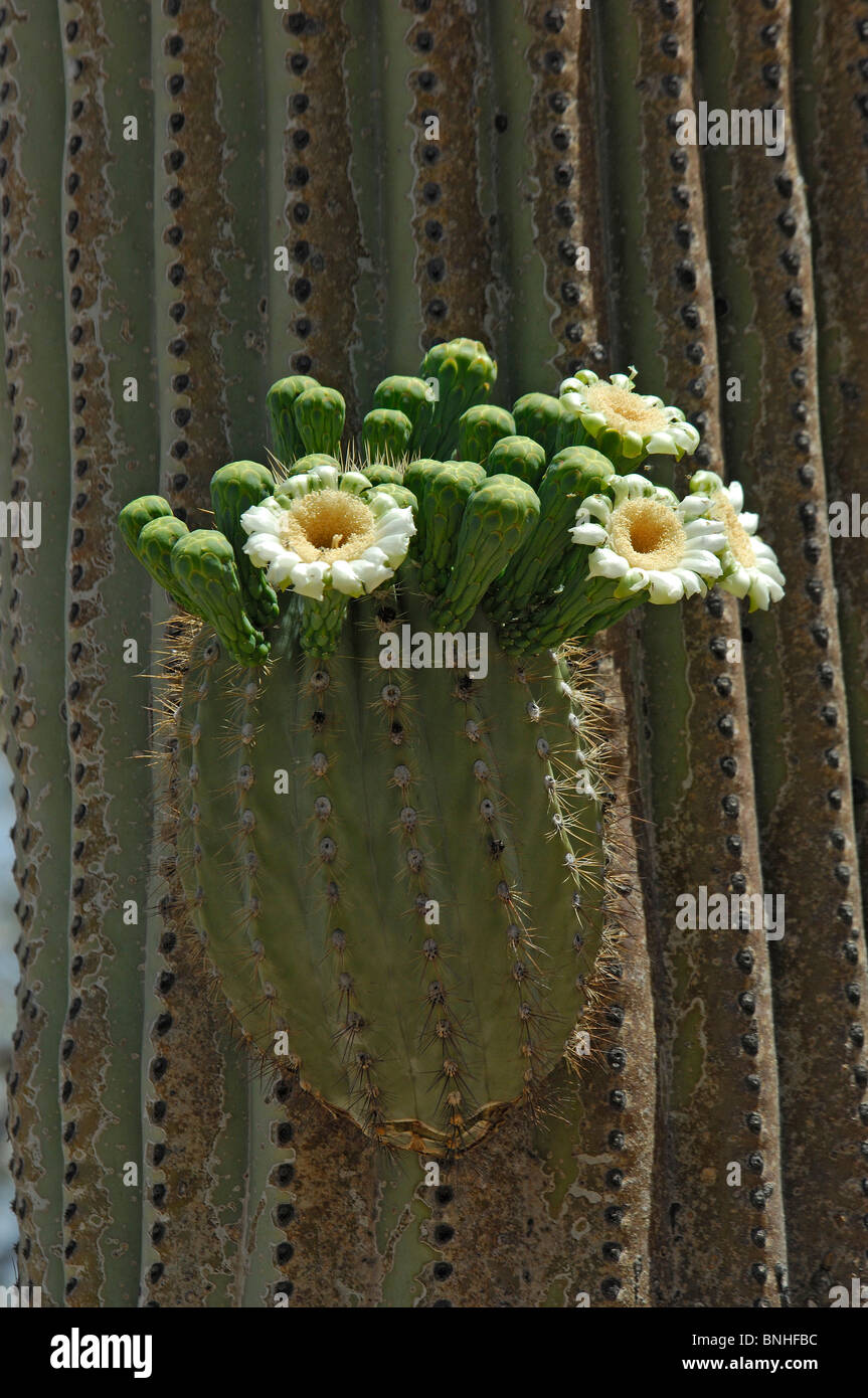 Usa Yuma Arizona de Yuma cactus saguaro Flor Detalle de cactus en primer plano la naturaleza flores Flores plantas florecientes desierto Foto de stock