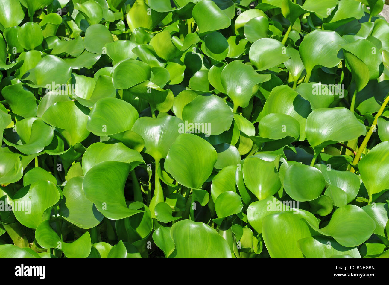 Hermoso fondo de hojas verdes , jardín botánico , leaf Foto de stock