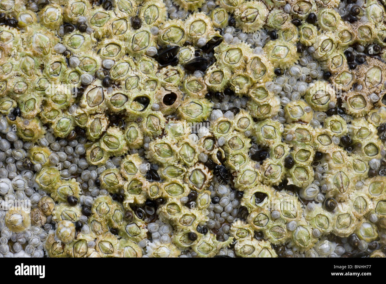 Acorn percebes expuestos en la marea baja Semibalanus balanoides Brough cabeza continental En Orkney000916 Foto de stock