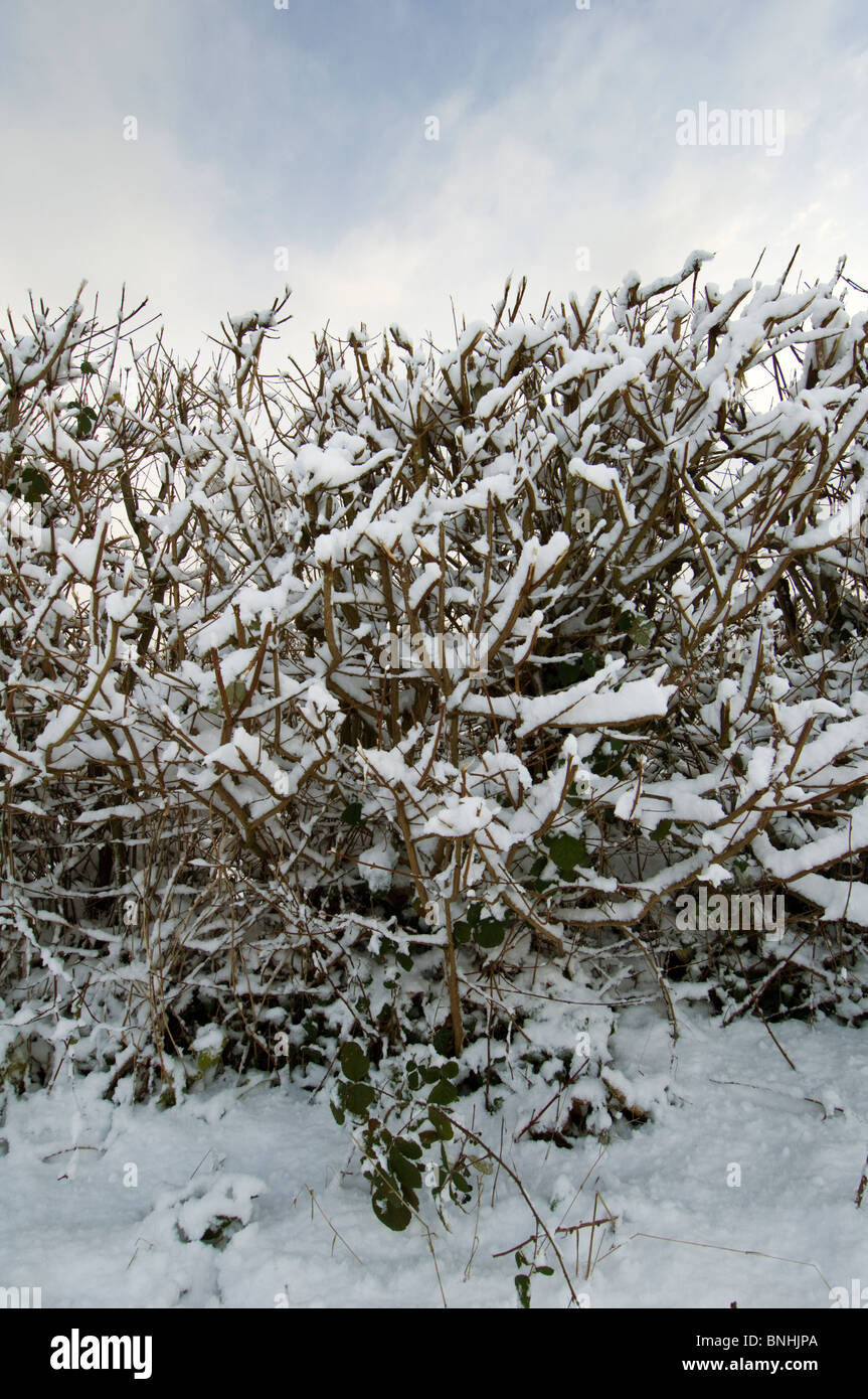Hedge cubiertos de nieve, Kent, Inglaterra. Foto de stock