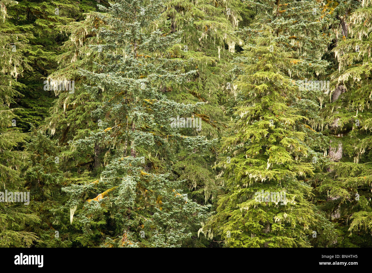 Ee.Uu., Alaska; Pack Creek; bosques; bosque de coníferas Foto de stock