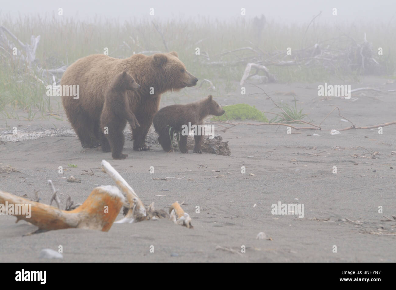 Fotografía de Stock de un litoral de Alaska Brown Bear siembre y dos cachorros de pie en la playa en la niebla, Lake Clark National Park. Foto de stock