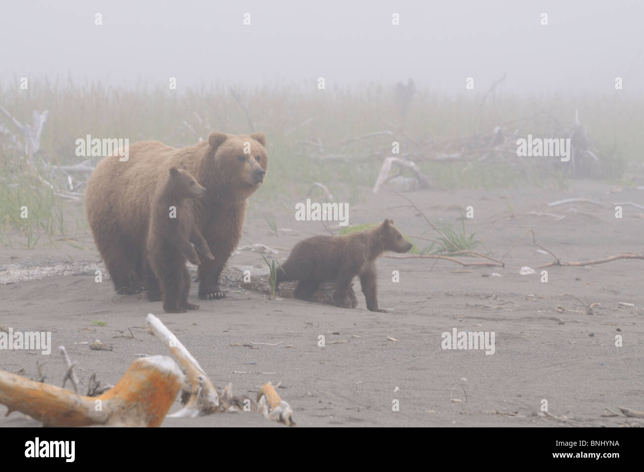 Fotografía de Stock de un litoral de Alaska Brown Bear siembre y dos cachorros de pie en la playa en la niebla, Lake Clark National Park. Foto de stock