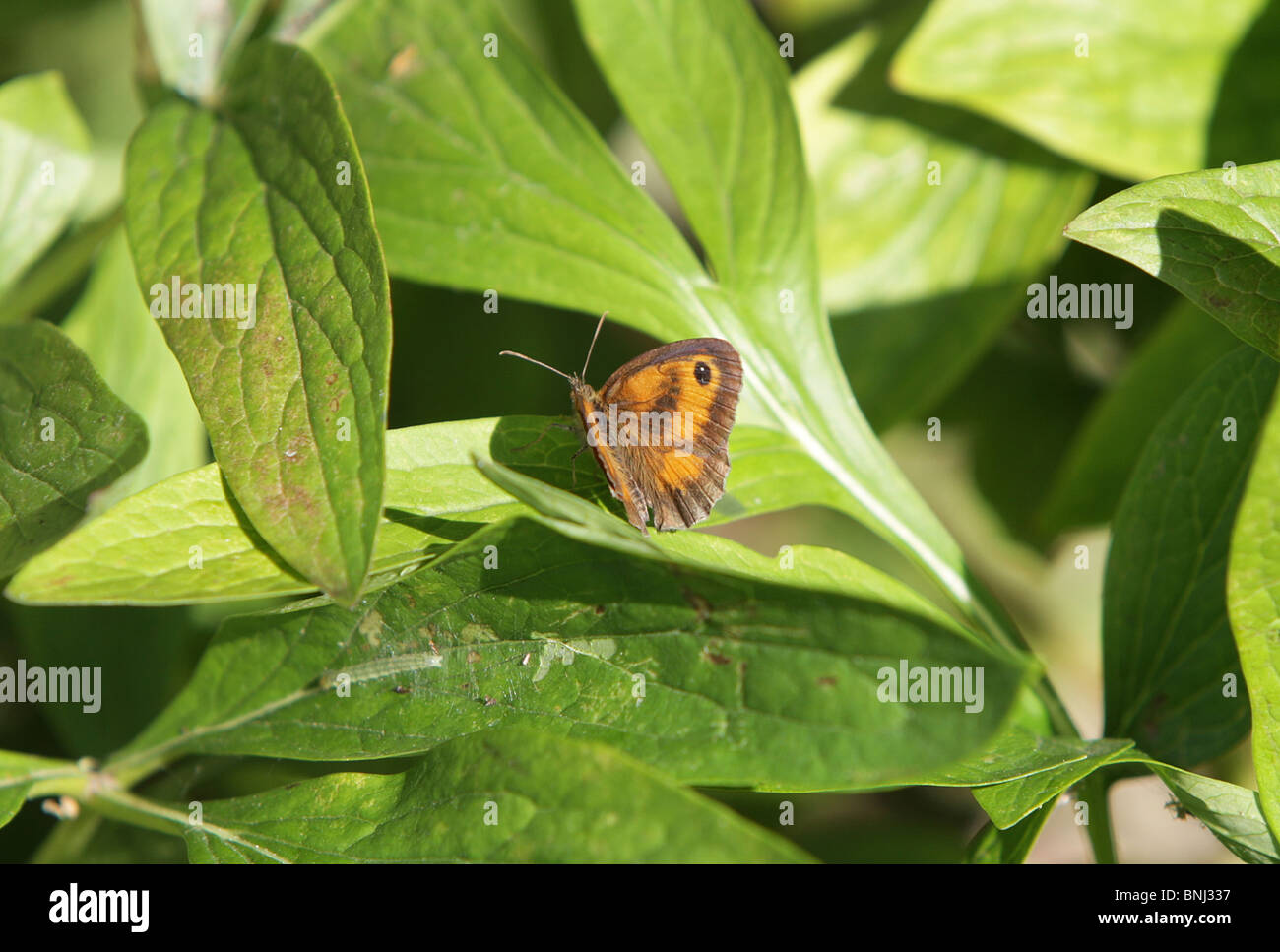 Gatekeeper también conocido como mariposas la mariposa común o hedge brown, tomada en Inglaterra. Foto de stock