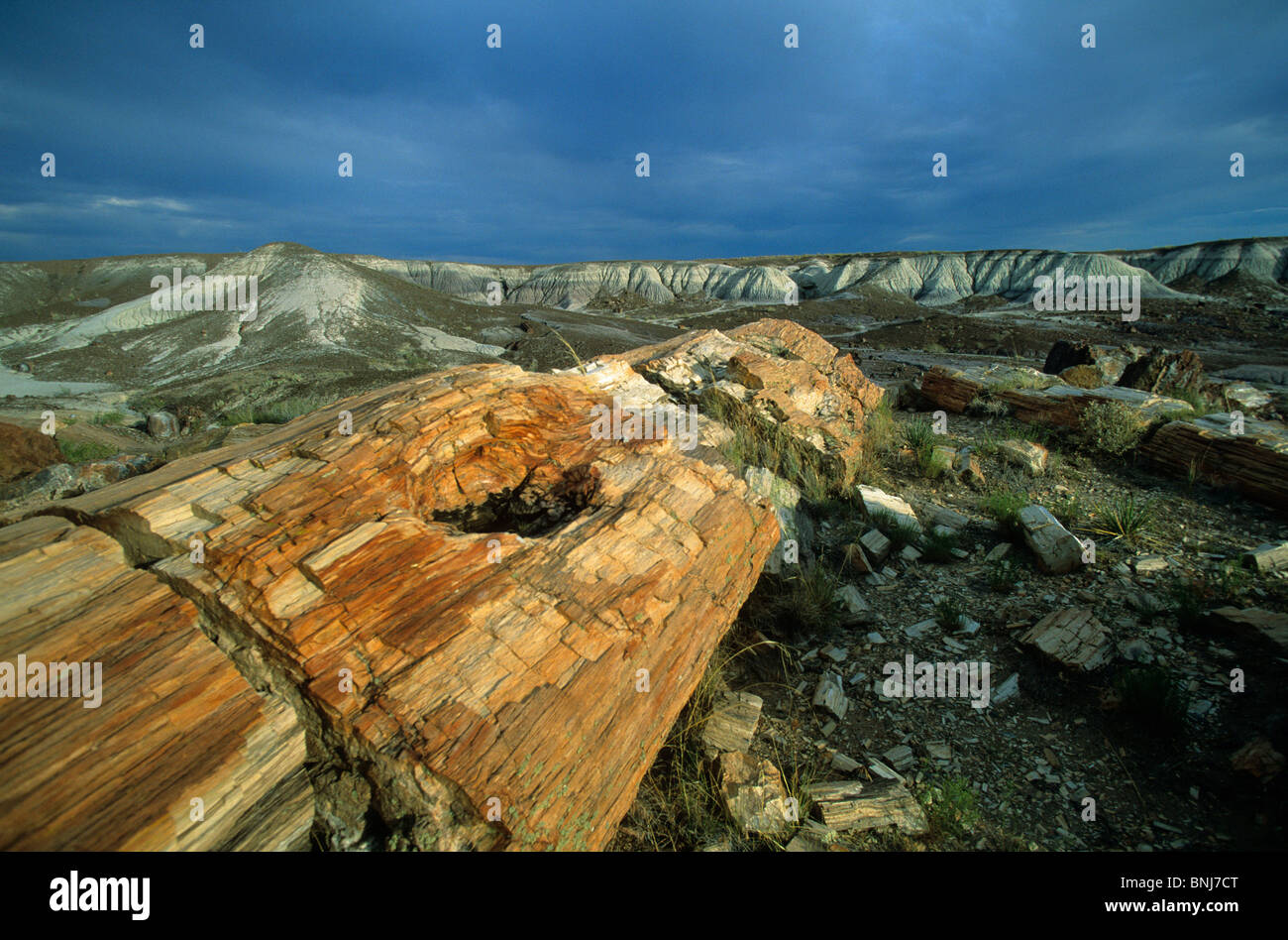 Parque nacional de EE.UU. Arizona troncos fosilizados de madera fosilizados Bosque Petrificado América del Norte Estados Unidos de América paisaje Foto de stock