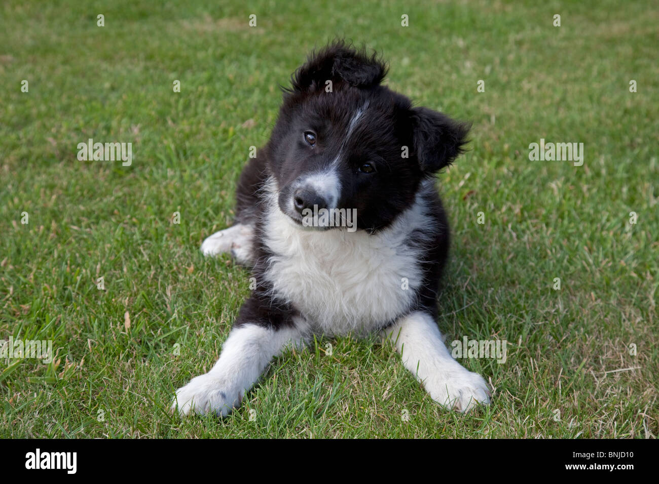 Blanco y negro Border Collie cachorro de perro de ovejas Cotswolds UK Foto de stock