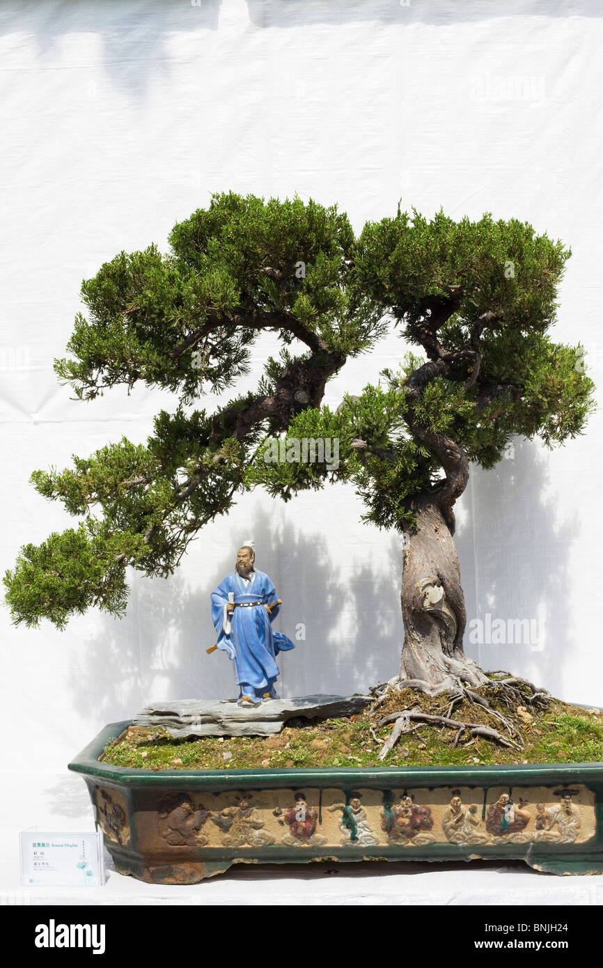 Asia China Hong Kong Bonsai Bonsais Bonsai plantas Planta árboles árbol