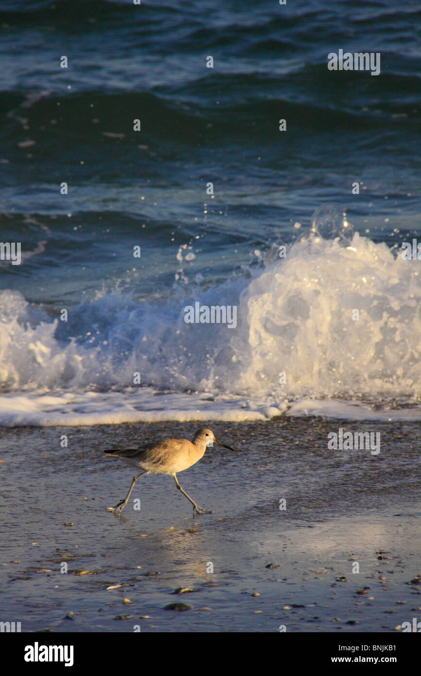 Shore Bird en surf en Atlantic Beach, Carolina del Norte, EE.UU. Foto de stock