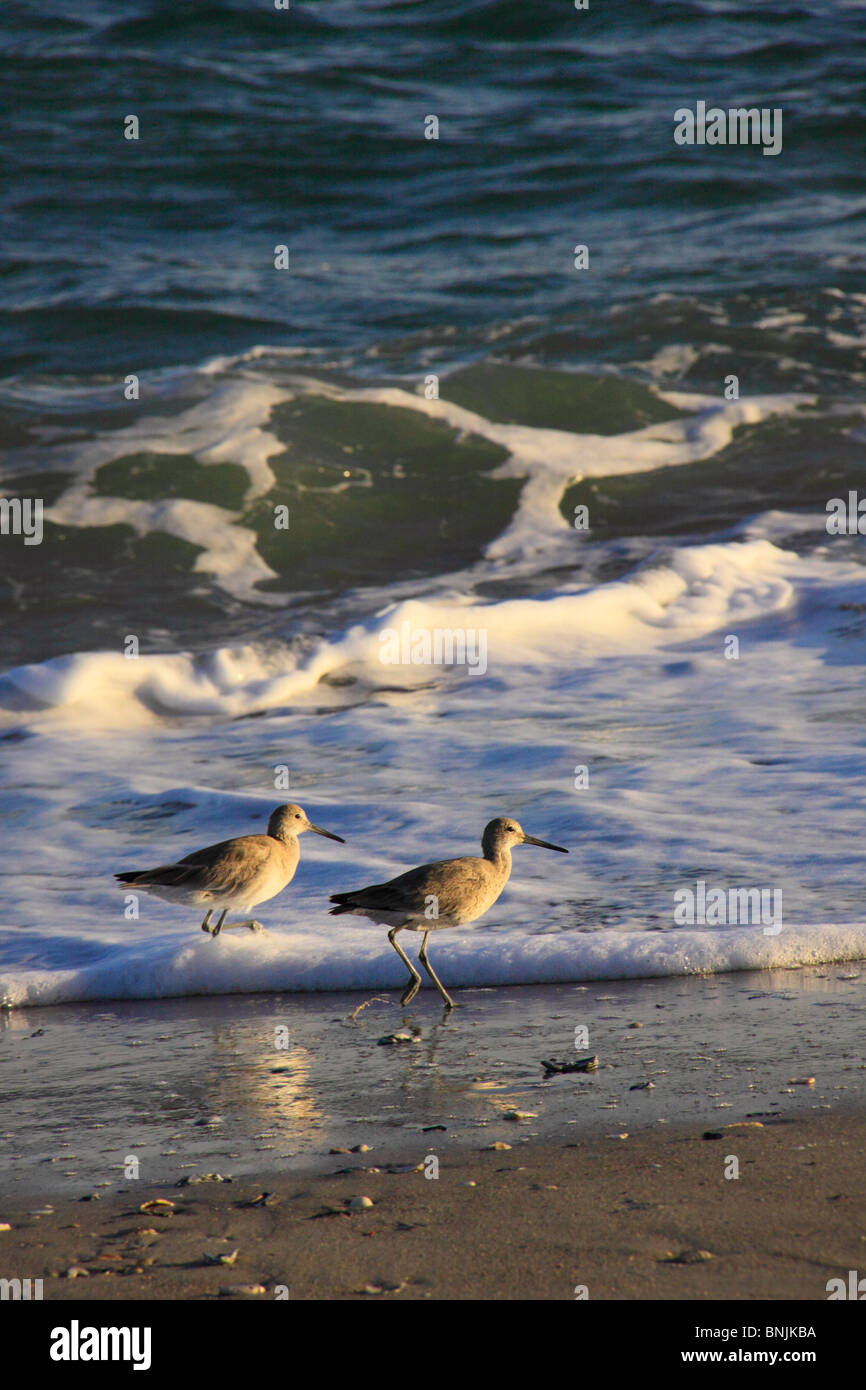 Aves de Ribera en el surf en Atlantic Beach, Carolina del Norte, EE.UU. Foto de stock