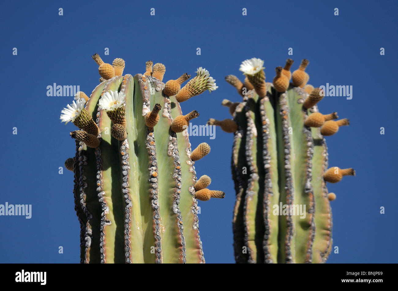 Flores de cactus cardón Pachycereus pringlei La Ventana Bahía Mar de  Cortez, el Sargento cerca de la Paz Baja California Sur México Fotografía  de stock - Alamy