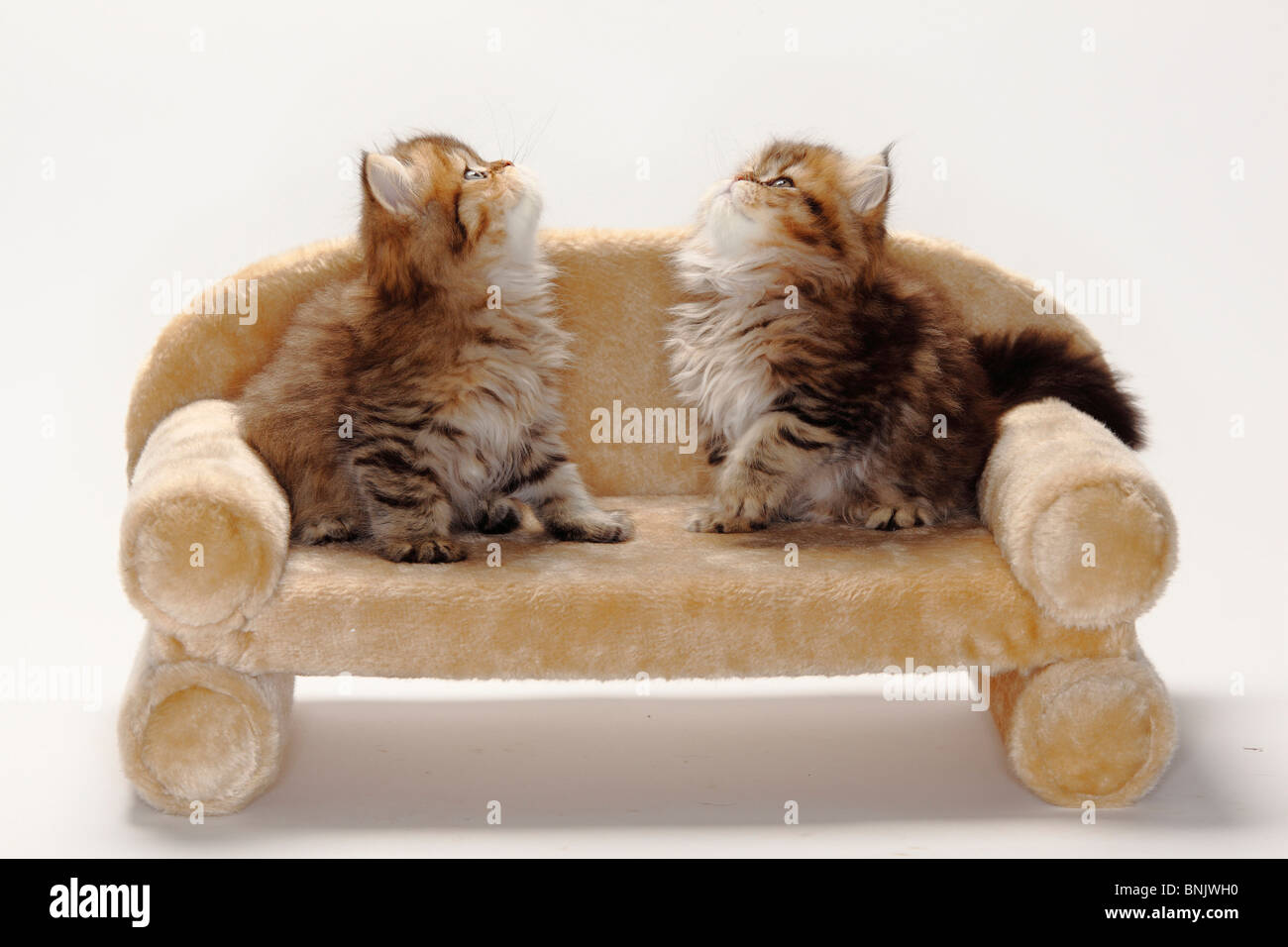 British Longhair gatos, gatitos, 8 semanas, negro-dorado / Highlander, Lowlander, Britanica, sofá Foto de stock