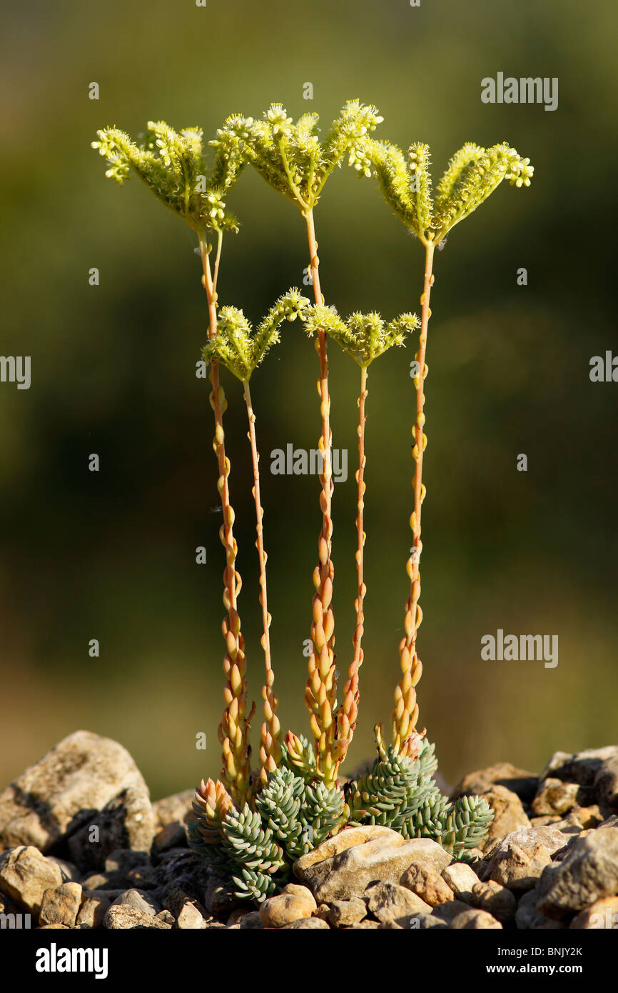 Sedum sediforme en flor. Foto de stock