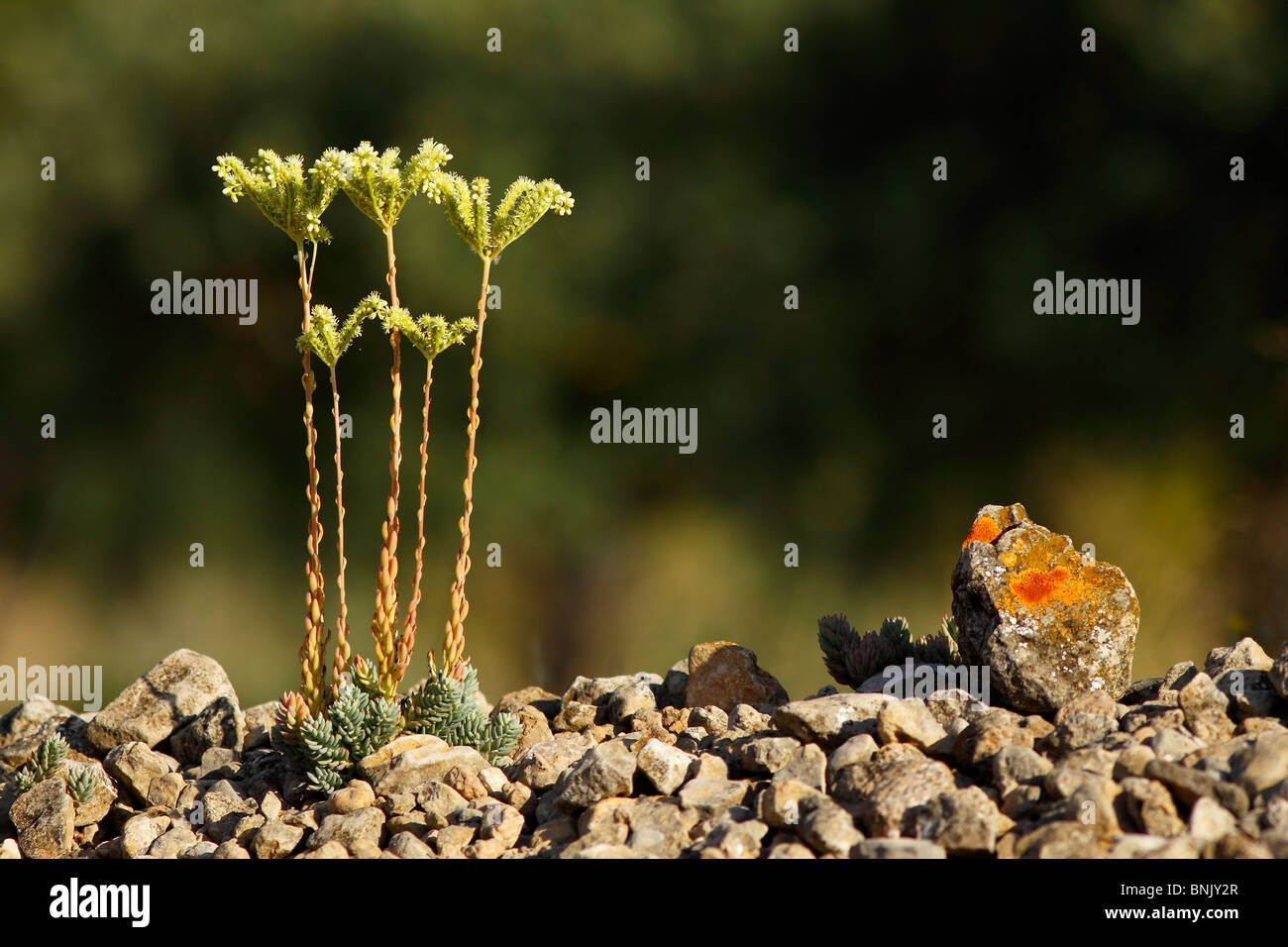 Sedum sediforme en flor. Foto de stock