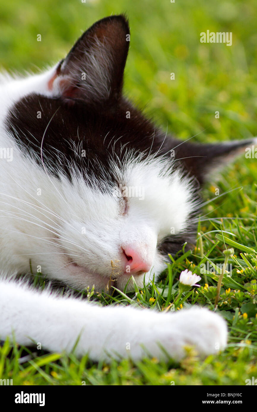 Un macho adulto en blanco y negro gato doméstico (Felis catus) dormir al aire libre sobre el césped Foto de stock