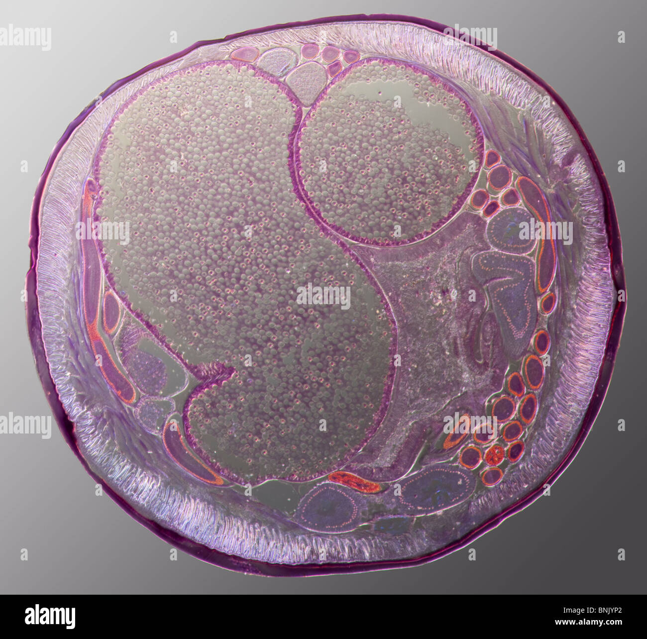 Microfotografía de una sección de Acaris sp. gusano nematodo parásito (hembra) Foto de stock