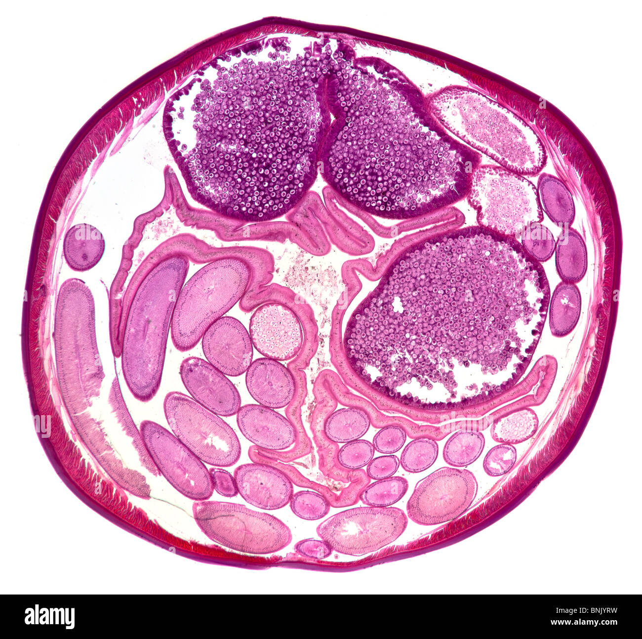 Microfotografía de una sección de Acaris sp. gusano nematodo parásito (hembra) Foto de stock