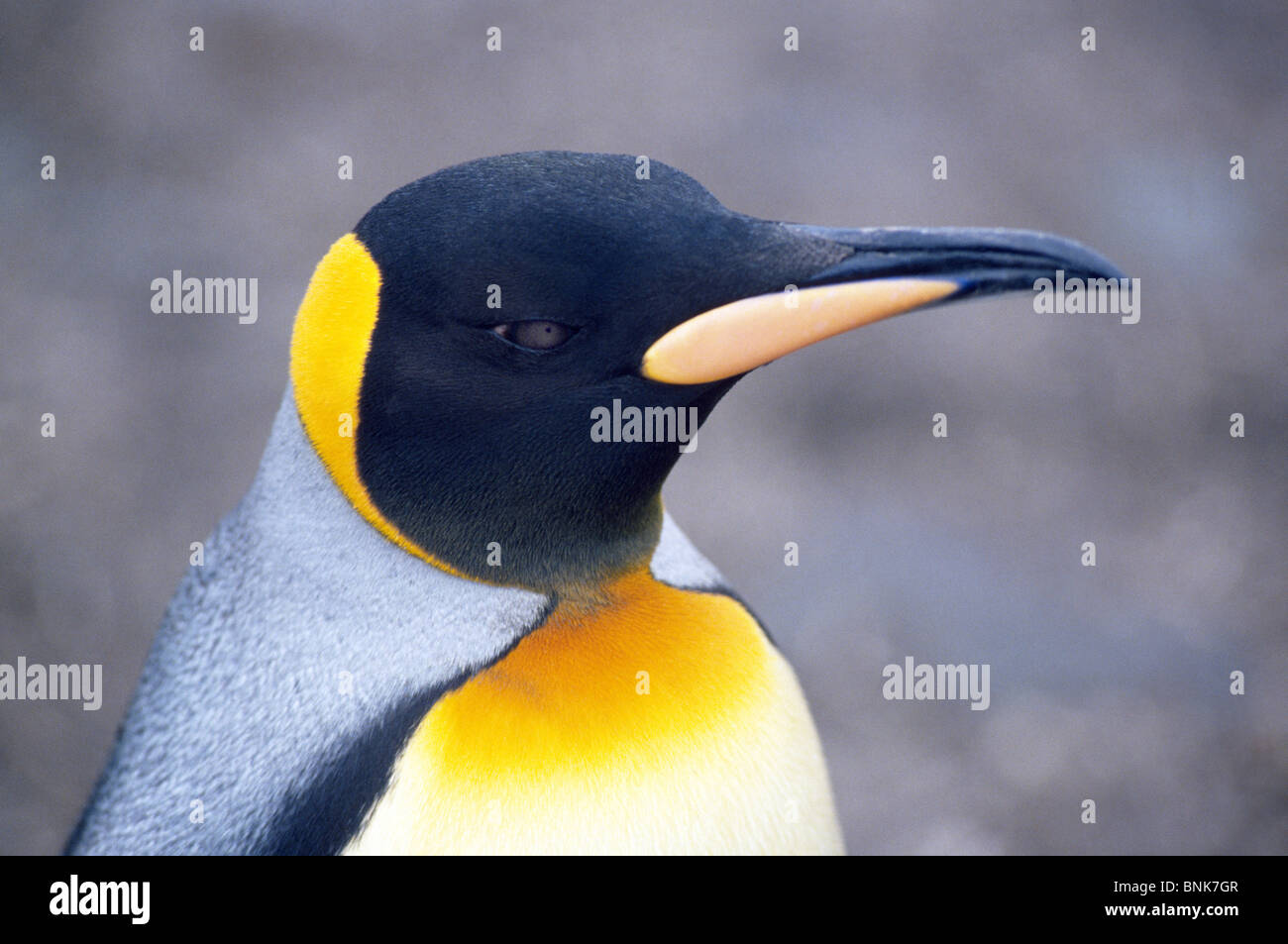 Plumaje de color naranja en la cabeza y pecho superior identificar Pingüinos rey, como esta en la Isla Georgia del Sur en el sur del Océano Atlántico, cerca de la Antártida. Foto de stock