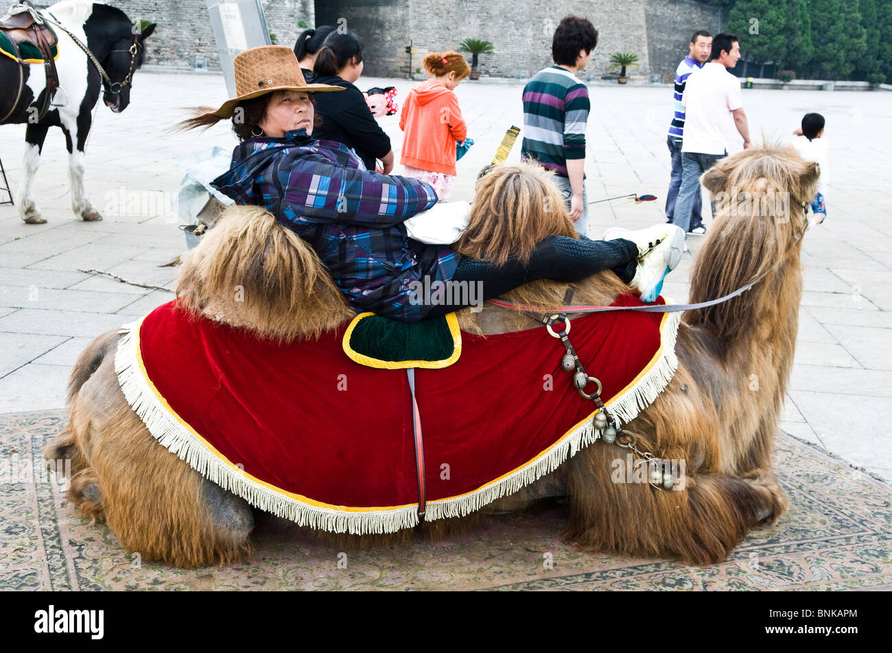 izquierda Experto Teoría de la relatividad Un chino vaquero en su doble joroba de camello Fotografía de stock - Alamy