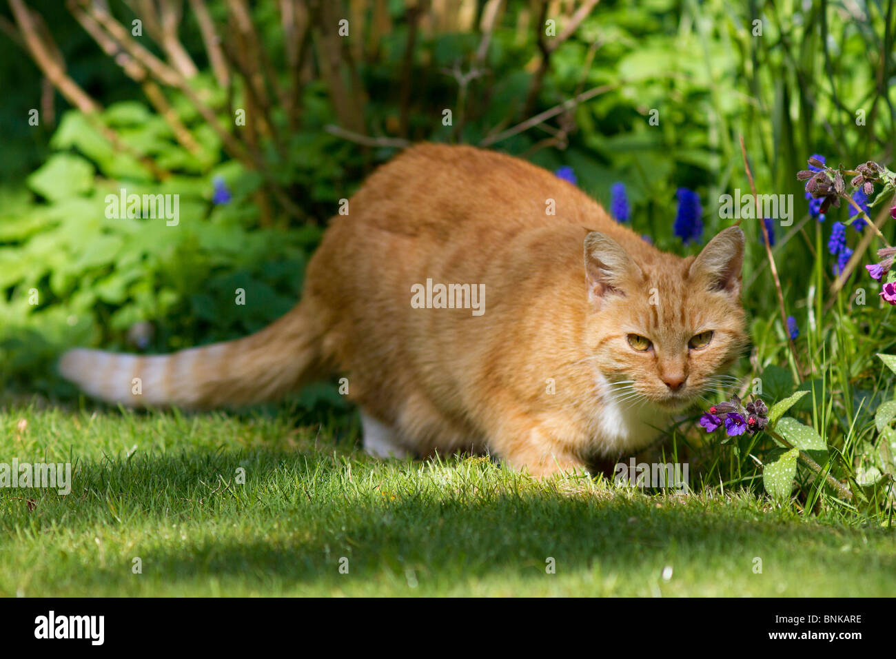 Hembra adulta de jengibre gato (Felis catus) exploración y caza al aire libre en el jardín Foto de stock