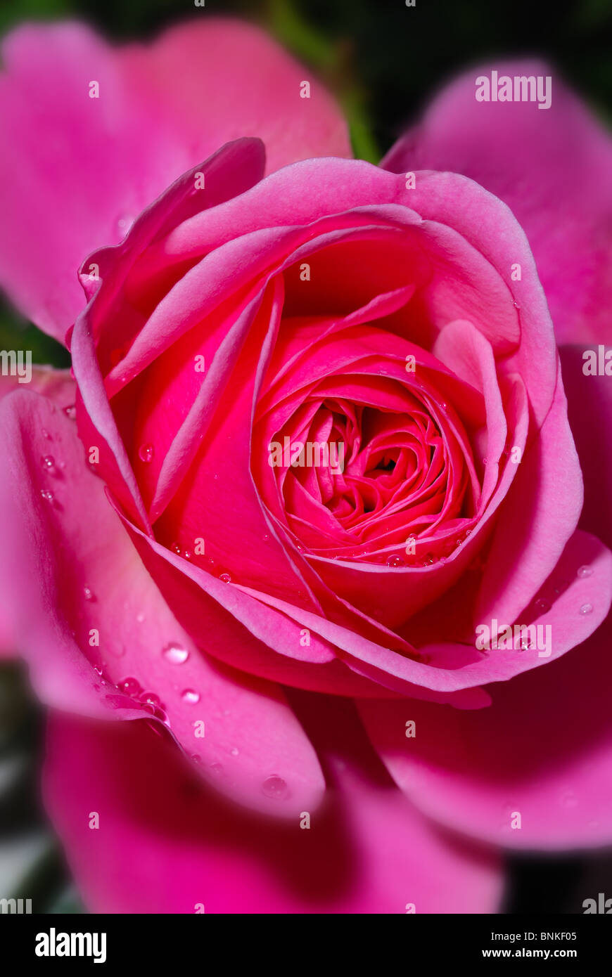 Rosas rojas flores de color rosa flor plantas florecen pétalos naturaleza  jardín crecer prosperar crecer flor primavera verano gota de agua  Fotografía de stock - Alamy