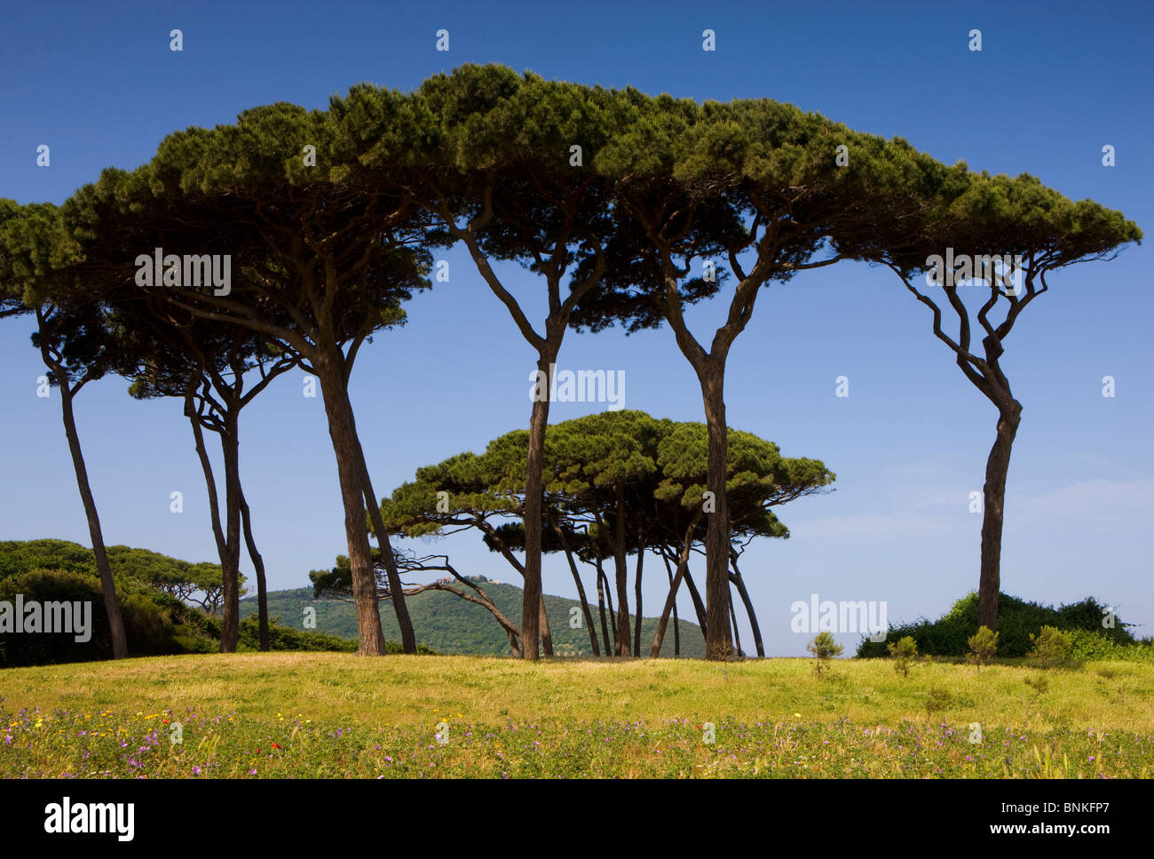 Baratti Italia Toscana golf del golfo de Baratti costa mediterránea árboles pinos Foto de stock