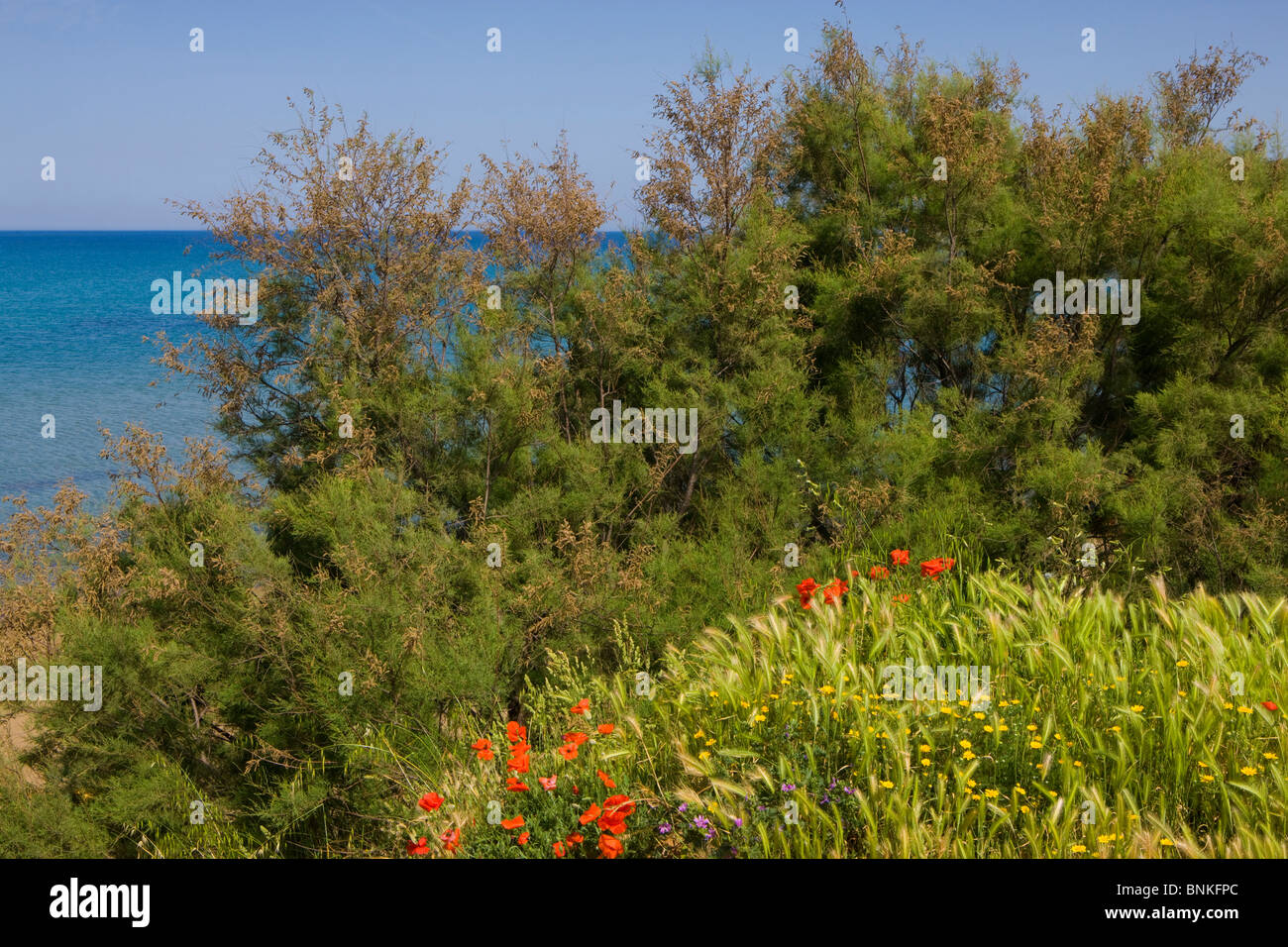 Baratti Italia Toscana golf del golfo de Baratti costa mediterránea arbustos arbustos césped amapola flores Foto de stock