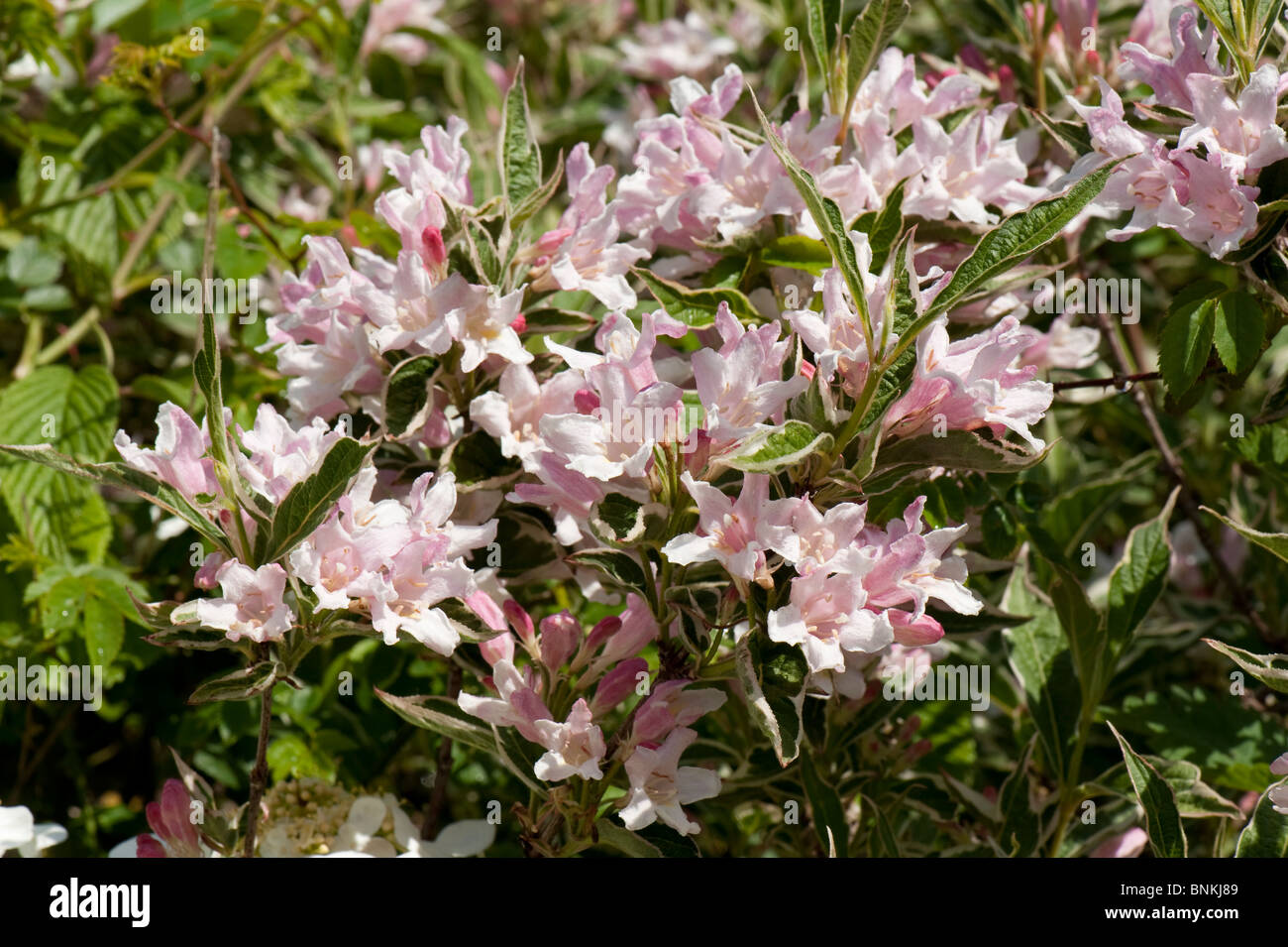 Weigela florida variegata jardín de flores arbusto Foto de stock