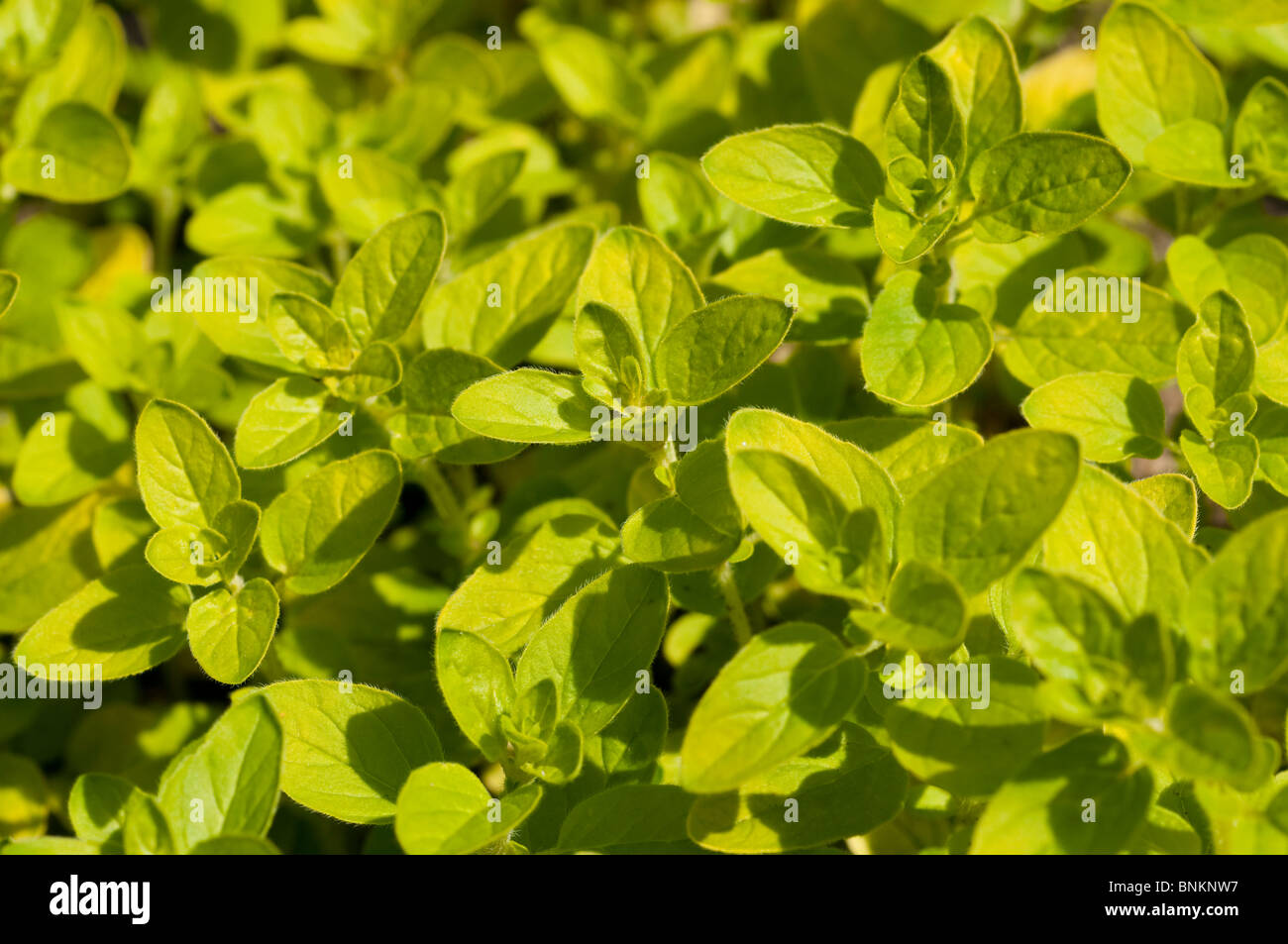 Orégano dorado origanum vulgare aureum fotografías e imágenes de alta