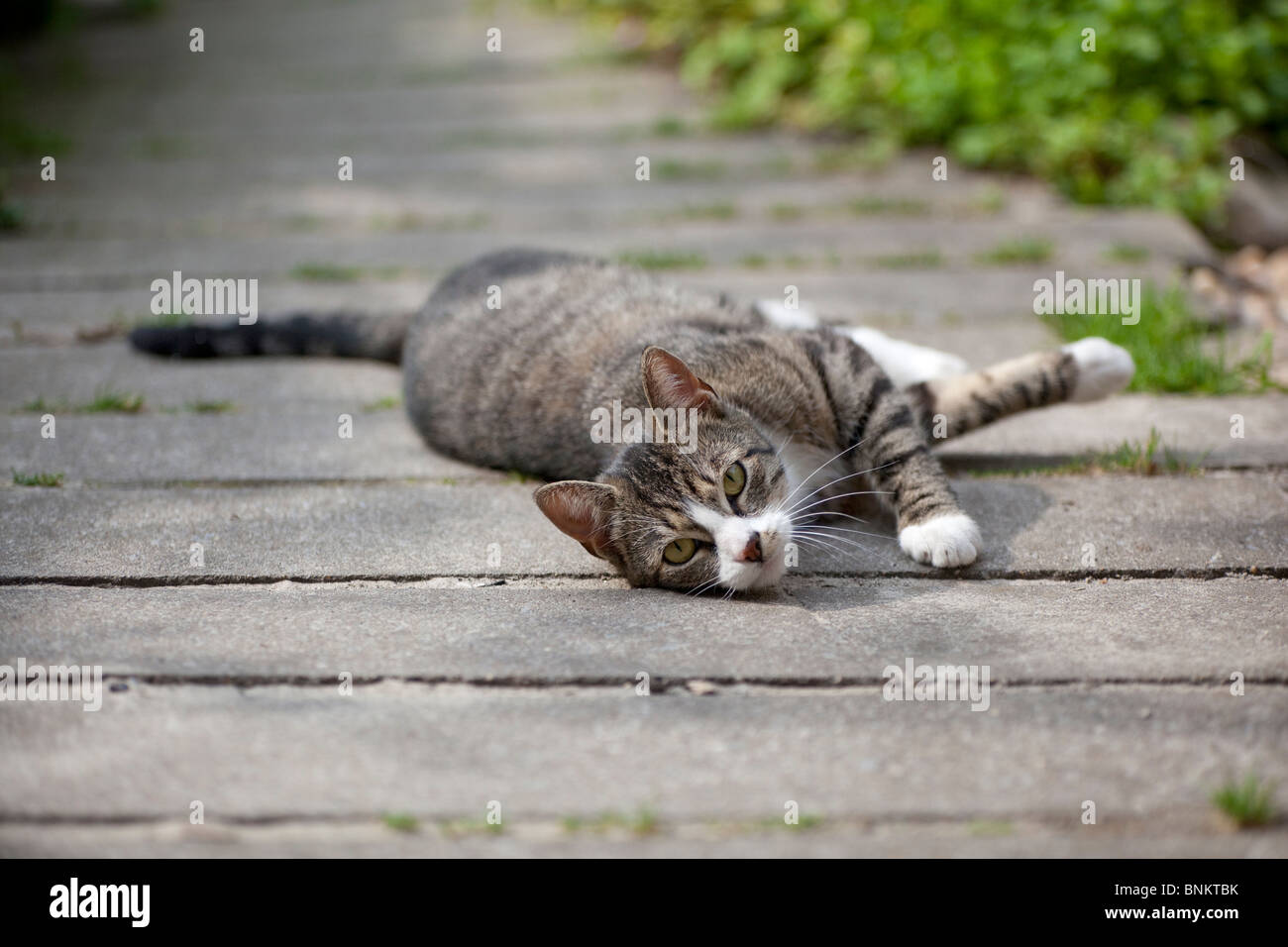 Perezoso gato tumbado en el jardín Foto de stock