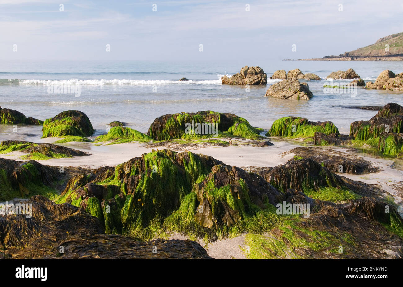 Cove Coverack Porthbeer península Lizard Cornwall Inglaterra Foto de stock