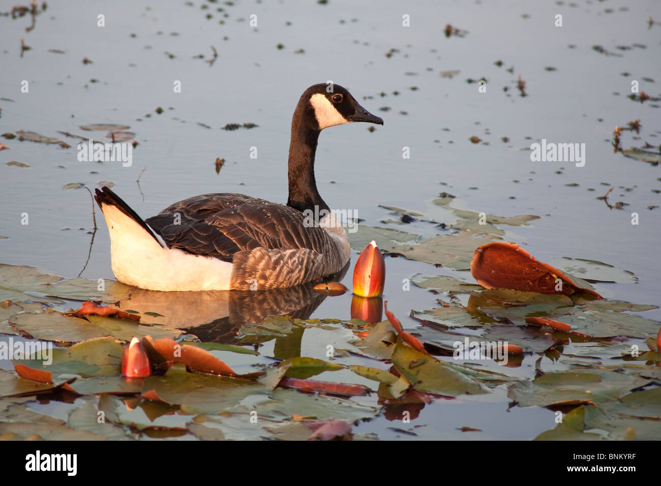 Canada goose top branta canadensis hombre