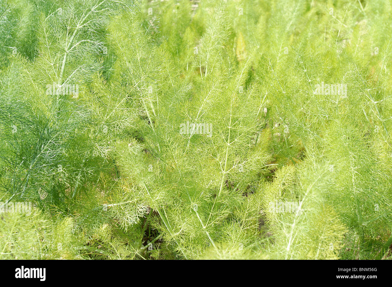 Marruecos hierbas eneldo tops comida picante planta verde Foto de stock