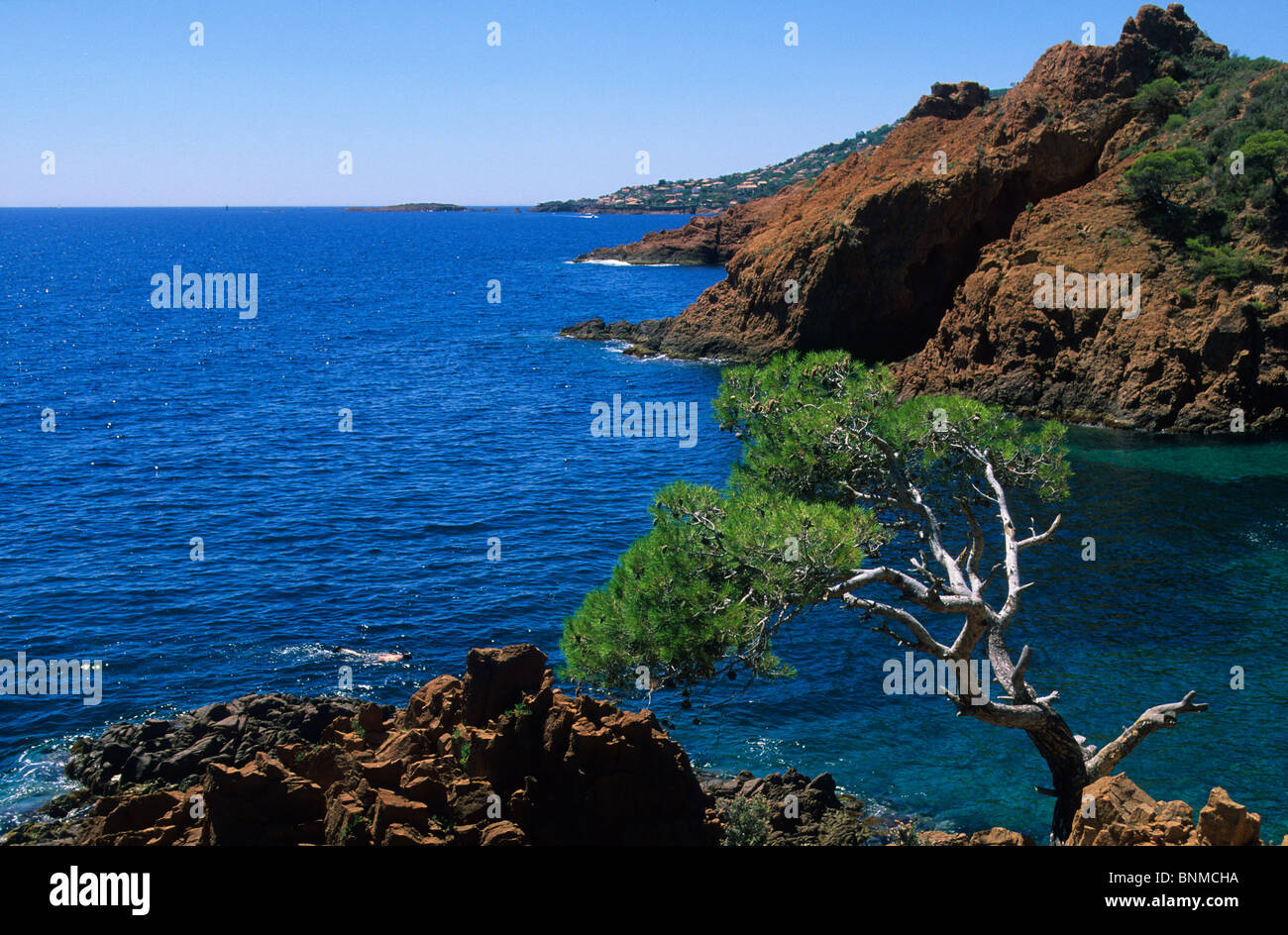 Cap Roux Francia Côte d'azur Var mar Mar Mediterráneo rock cliff pine tree Foto de stock