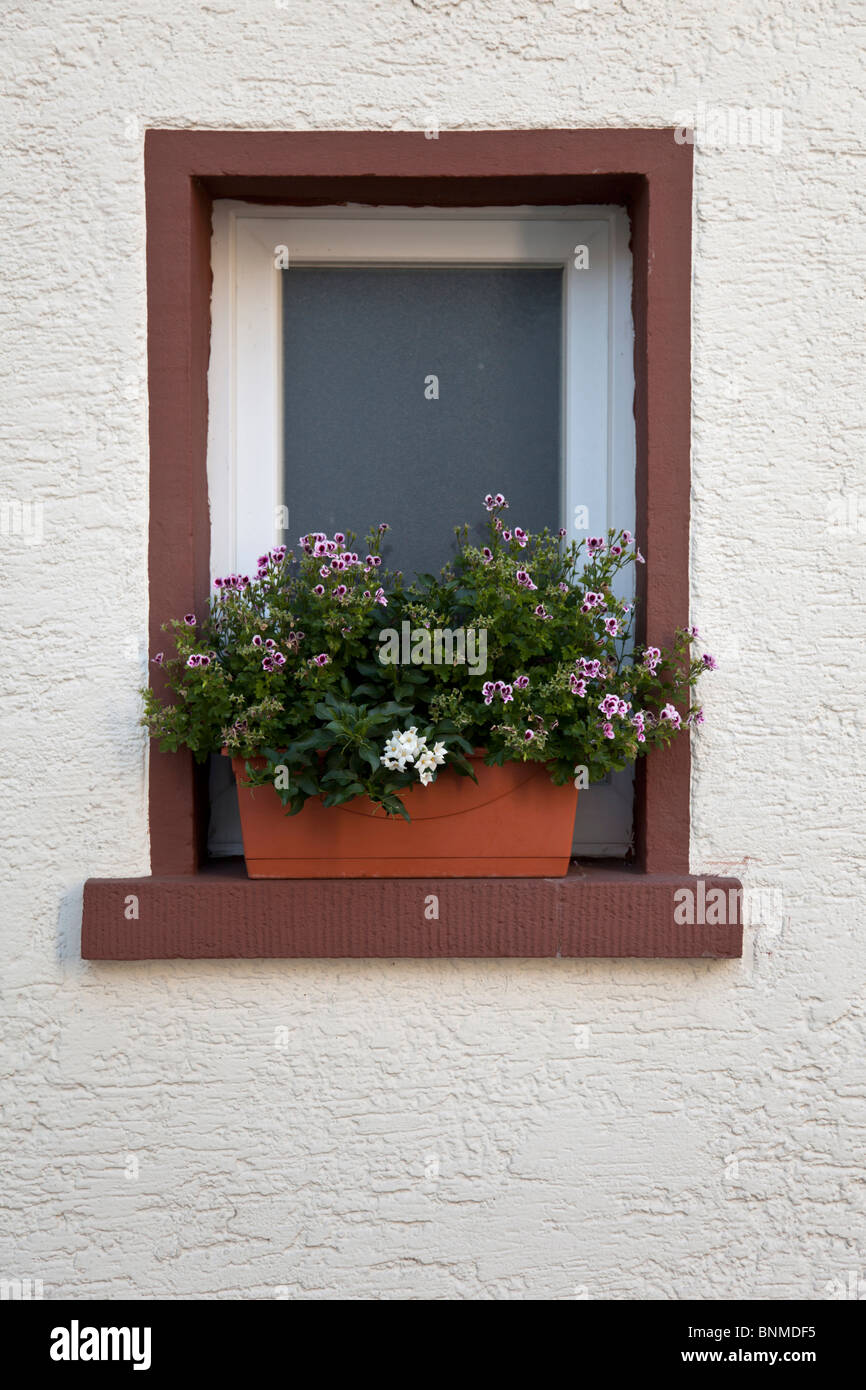 Una ventana y un cuadro de flores Foto de stock