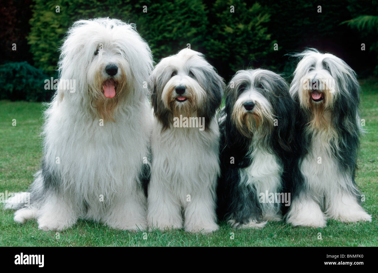 Antiguo Perro de Pastor Inglés - Bobtail Perros Raza