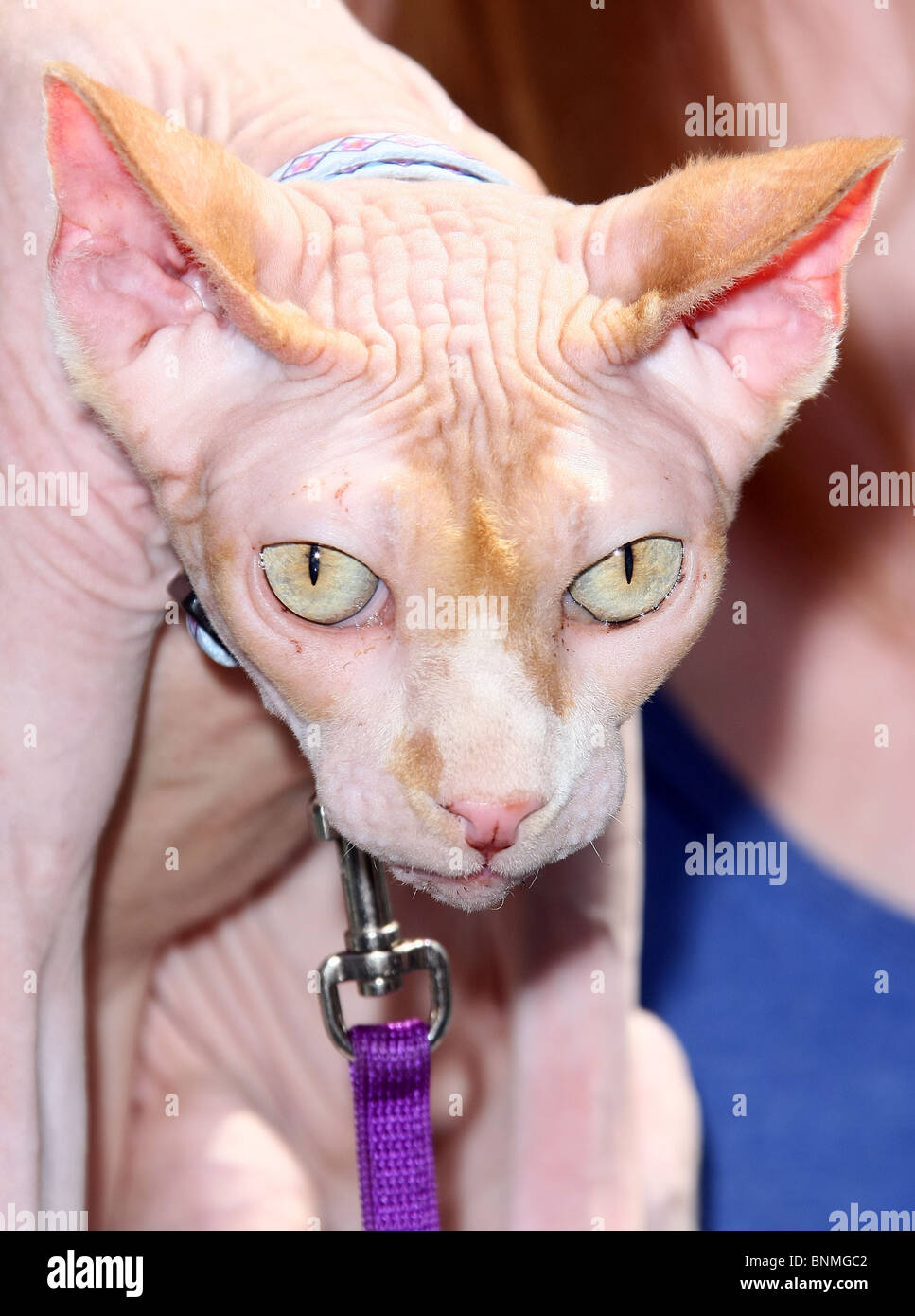 Kitty galore cats and dogs fotografías e imágenes de alta resolución - Alamy